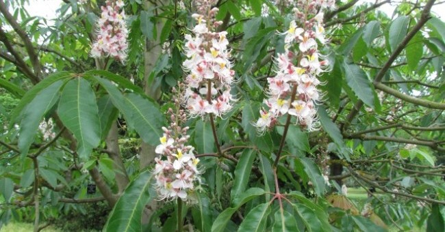 Aesculus indica